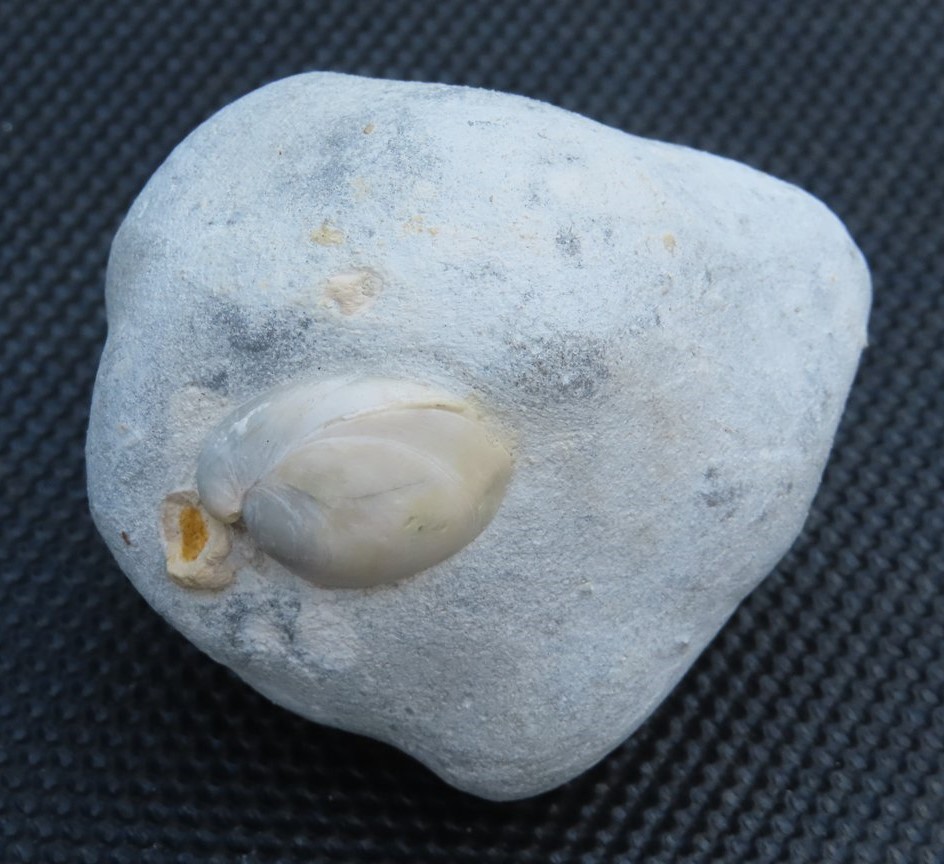 Bivalve emprisonné dans silex