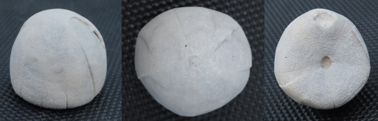 Oursin fossile conulus