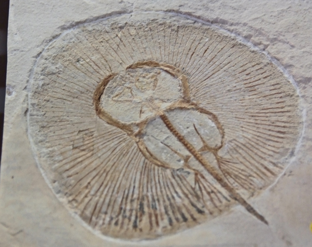 Fossile de raie