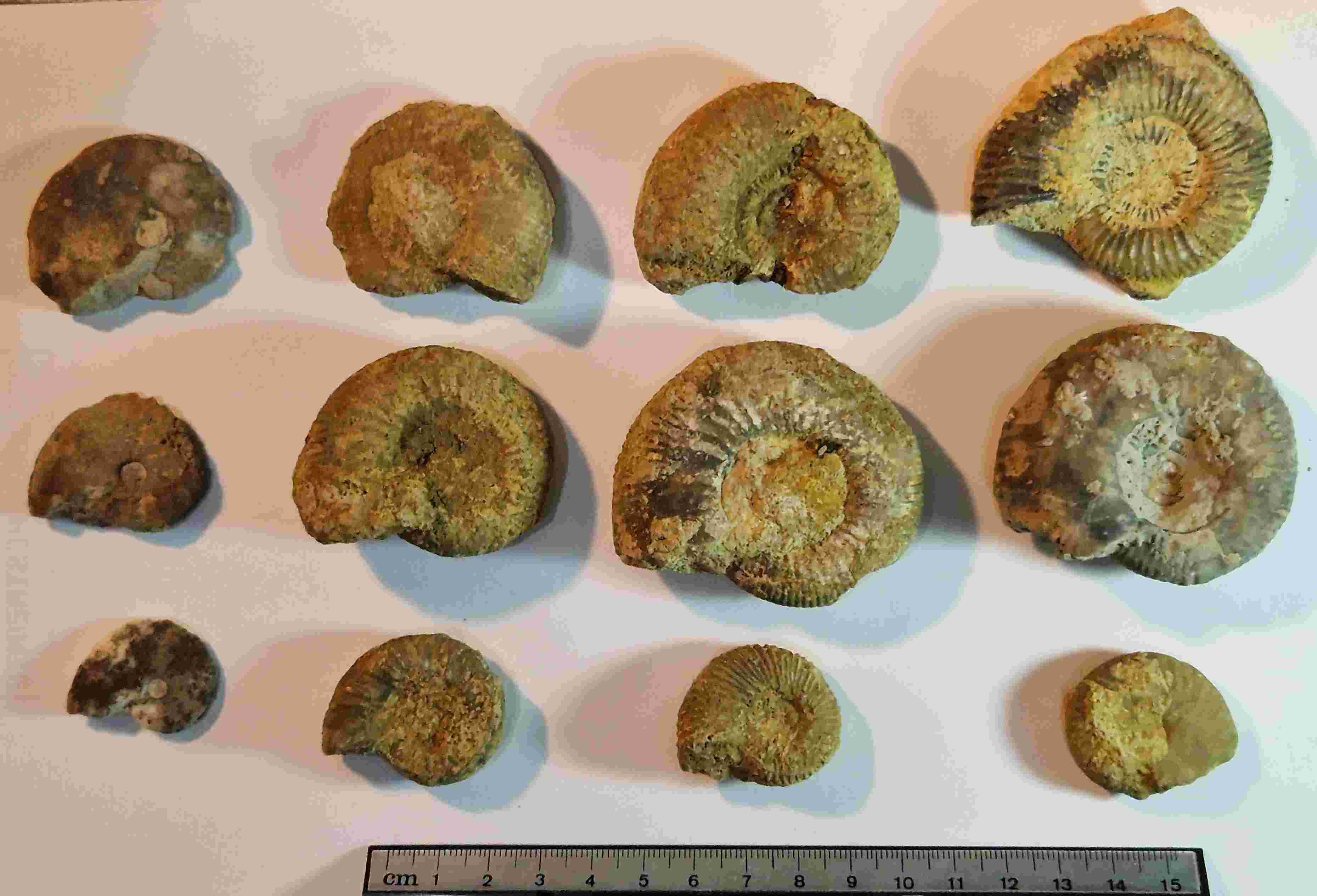 Ammonites