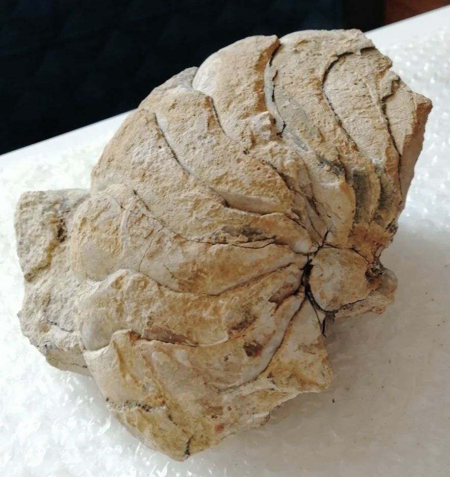 Nautile (partiel)